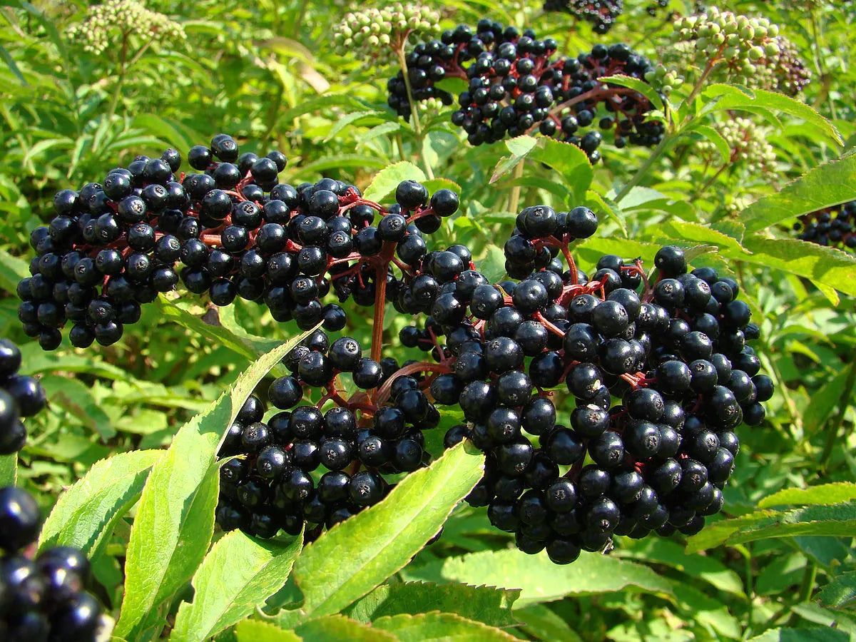 Black Elderberry Tree Seeds - 35 Count - Sambucus nigra - Organic Elderberry Planting Seeds for Garden and Landscaping