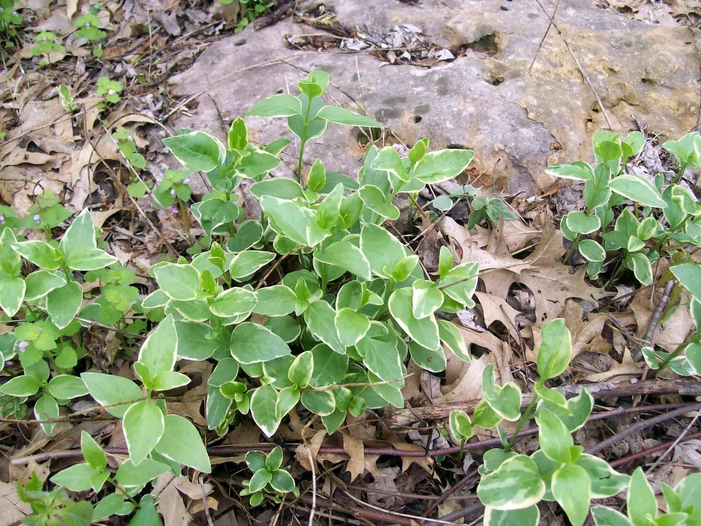 Variegated Vinca Starter Plants 12-Pack Perennial Ground Cover Vinca Major