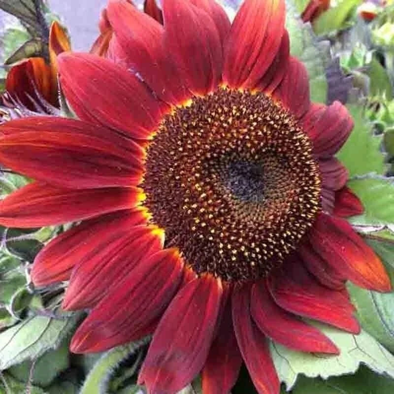 25+ Red Sunflower Seeds - Non-GMO Heirloom - Rare & Beautiful - Perfect for Gardening - Helianthus annuus