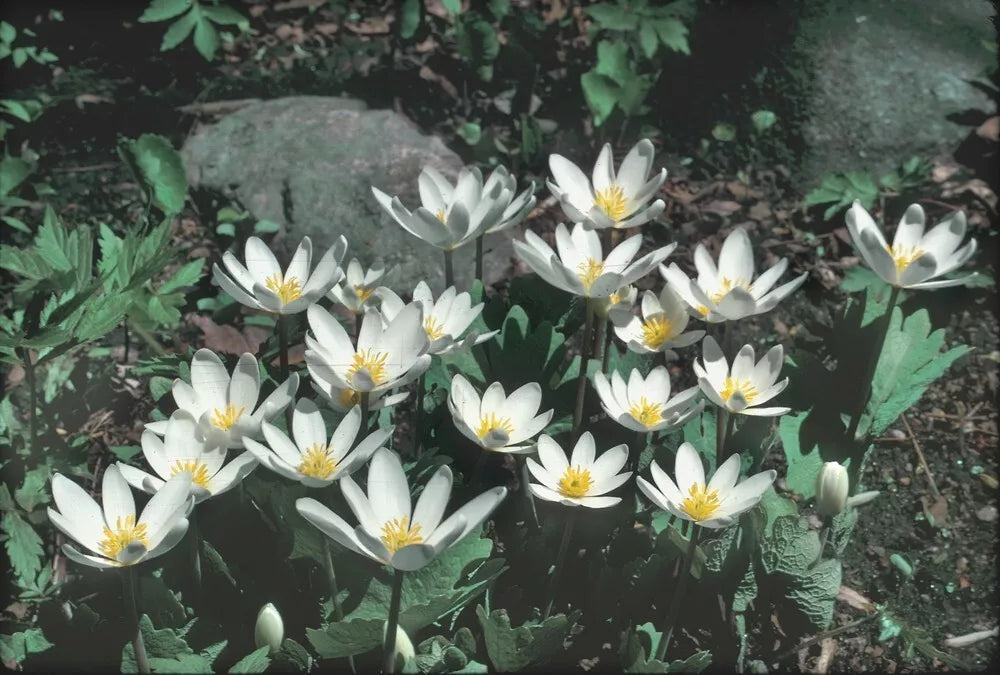 Bloodroot Plant 5-Pack Fresh Red Root Sanguinaria canadensis Appalachi ...