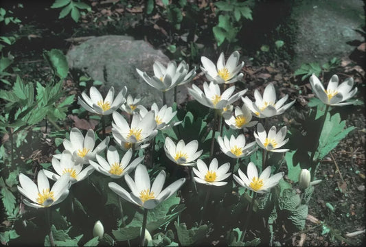 Bloodroot Plant 5-Pack Fresh Red Root Sanguinaria canadensis Appalachian Mountains 2025