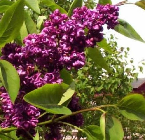 25 Dark Purple Lilac Seeds - Fragrant Hardy Perennial Flower Shrub - Syringa vulgaris