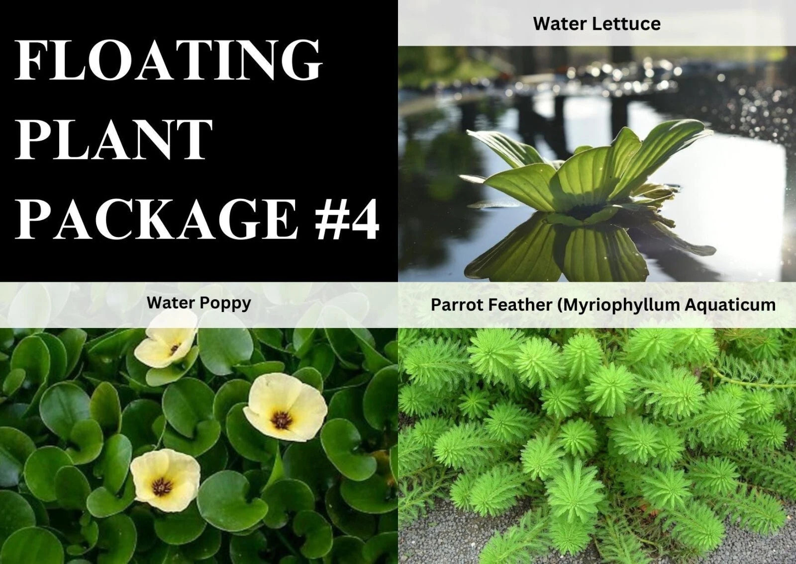 Aquatic Plants Pack - 3 Poppy Parrot Feather Lettuce - Easy Live Freshwater Pond Plants (Lactuca spp.)
