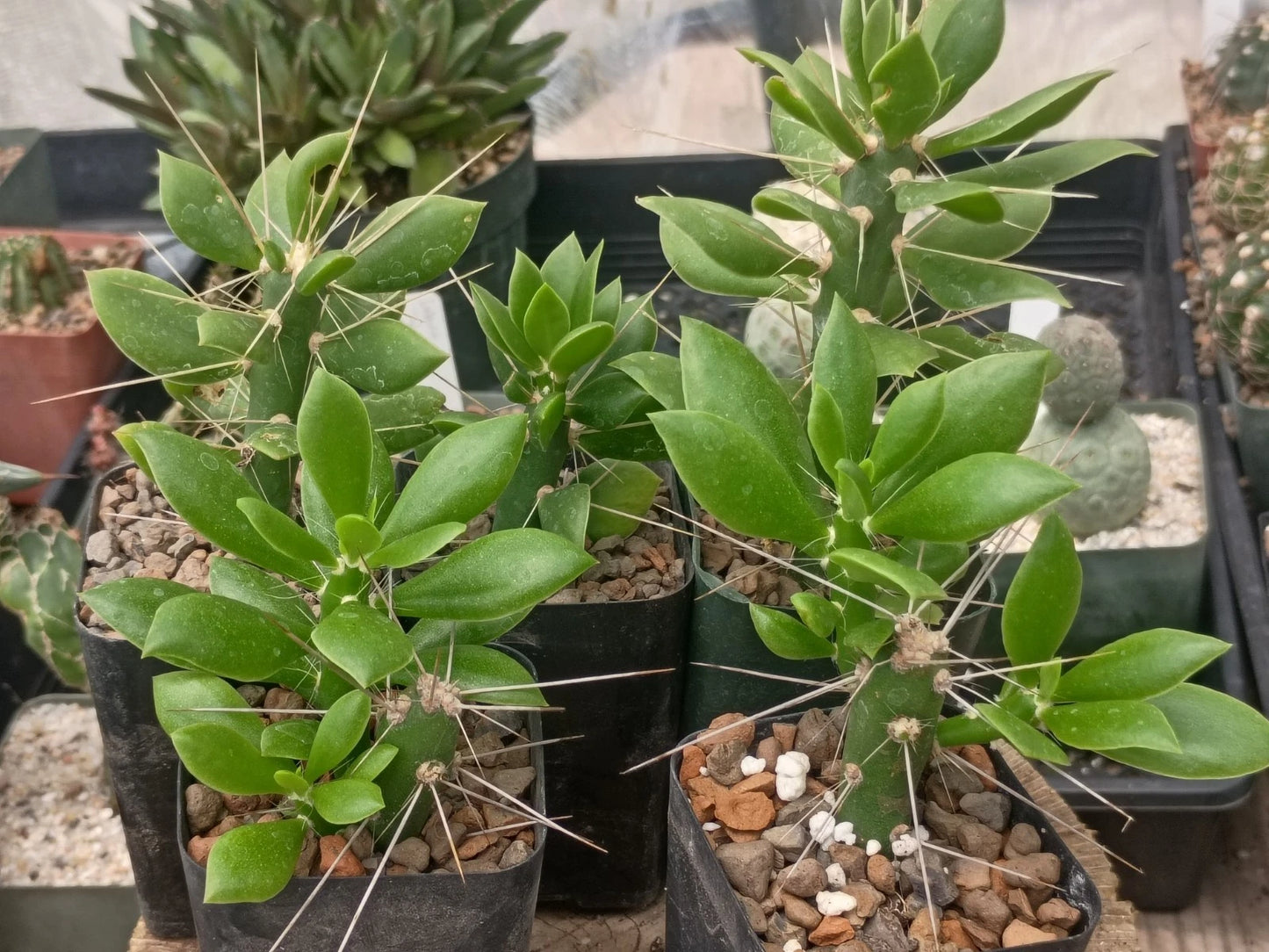 Quiabentia Verticilata Plant - Opuntia Pereskiopsis Succulent Variety for Indoor Gardening
