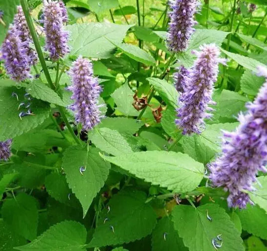 Agastache Seeds 200+ Rugosa Korean Mint Perennial Herb Garden - Agastache rugosa