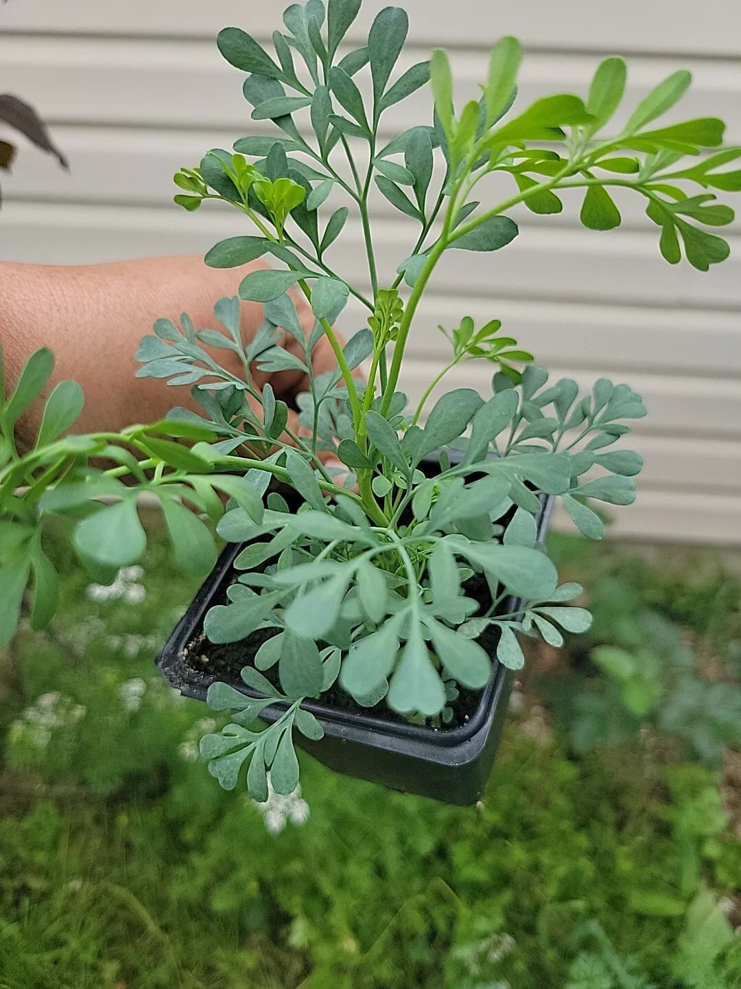 Blue Rue Live Plant in 3-Inch Pot, Ruda Macho - Ruta graveolens, Aromatic Herb for Gardens and Home Decor