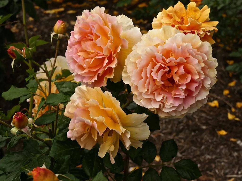 Caribbean Breeze Floribunda Rose Cuttings 5-8" Long, Unrooted Fresh Stems, Rosa 'Caribbean Breeze'