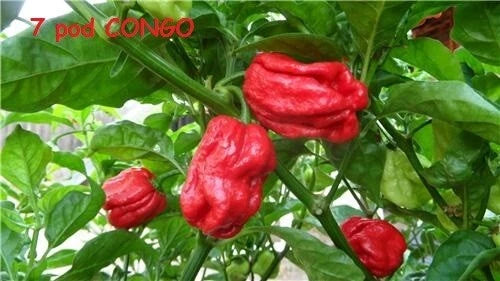 15 Seeds Trinidad SR 7 Pod Congo Gigantic Red Hot Pepper, Capsicum chinense, Rare Extreme Heat Variety