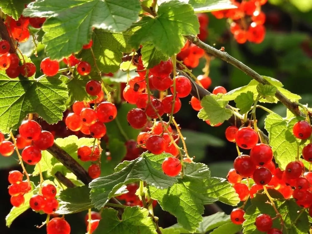 30 Alpine Currant Bush Seeds - Indian Cherry - Ribes alpinum - Fruit-bearing Shrub Seeds for Planting