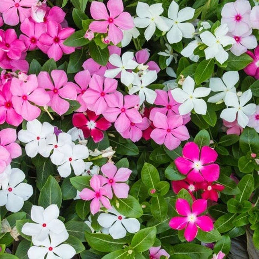 Madagascar Periwinkle Seeds - Mixed Color Flowers - Catharanthus roseus - Perfect for Planting