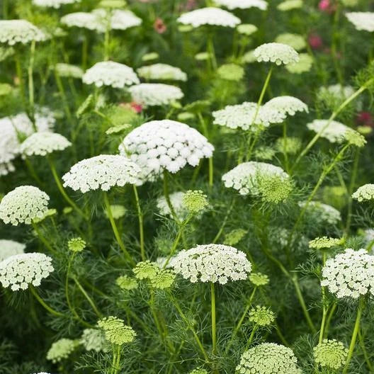 Bishop's Flower Seeds 500 Count Non-GMO Butterflies False Queen Anne's Lace Daucus carota