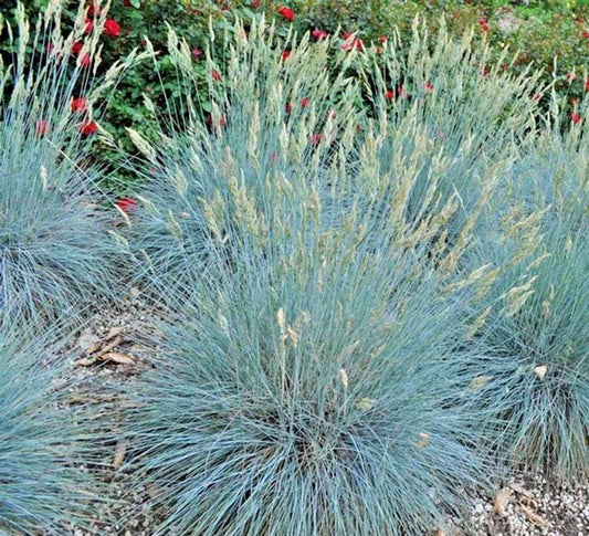Blue Fescue Grass Seeds - 300+ Drought Tolerant Clumping Ornamental Grass - Festuca glauca