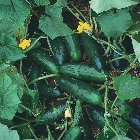 Marketmore 76 Cucumber Seeds, Non-GMO, Heirloom Variety, Organic Cucumis sativus, Multiple Sizes Available