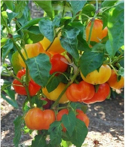 Alma Paprika Seeds - 25 Organic Sweet Red Pepper Seeds for Grinding - Capsicum annuum