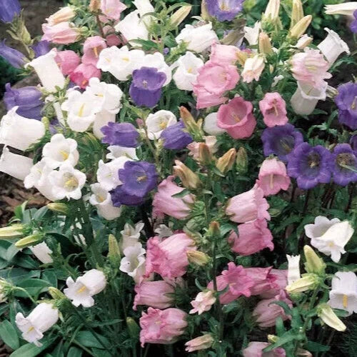 Canterbury Bells Mix Seeds - Campanula Medium - 50+ Bellflower Seeds for Garden Planting