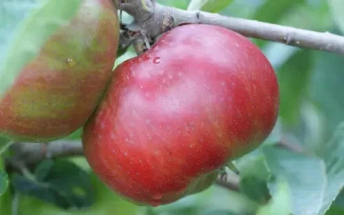 25+ Devonshire Quarrenden Apple Seeds - Heirloom Variety - Malus domestica - USA - Free Shipping