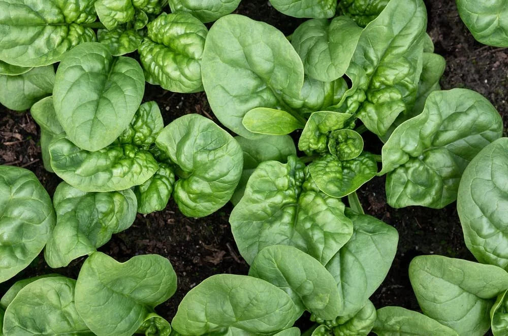Bloomsdale Spinach Seeds | Organic Non-GMO Heirloom | Spinacia oleracea | Free Shipping