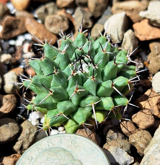 Mammillaria Lloydii Cactus - Bare Root Plant - Unique Succulent for Home Decor - Ideal for Cactus Lovers