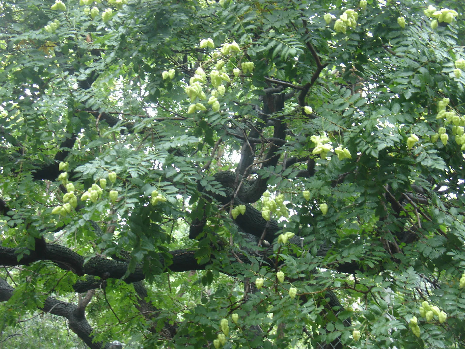 30 Seeds - Japanese Pagoda Tree - Styphnolobium japonicum - Fast-Growing Ornamental Tree - GroCo USA