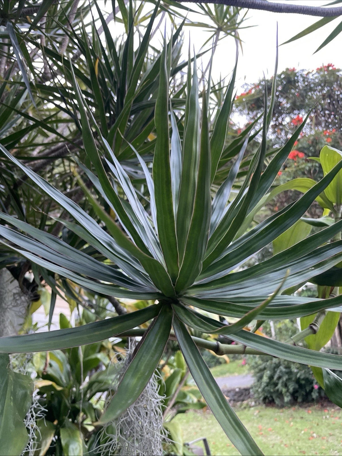 Dracaena Marginata Cuttings - Madagascar Dragon Tree - Hawaii Grown Money Tree - 3 Cuttings