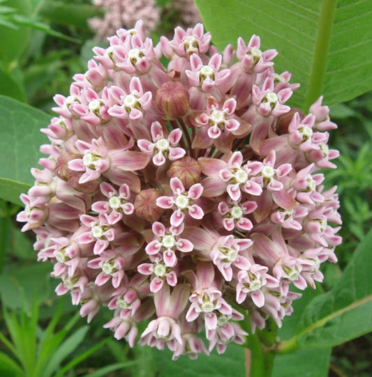 Milkweed Seeds 50+ Common Perennial Butterfly Garden Asclepias Syriaca