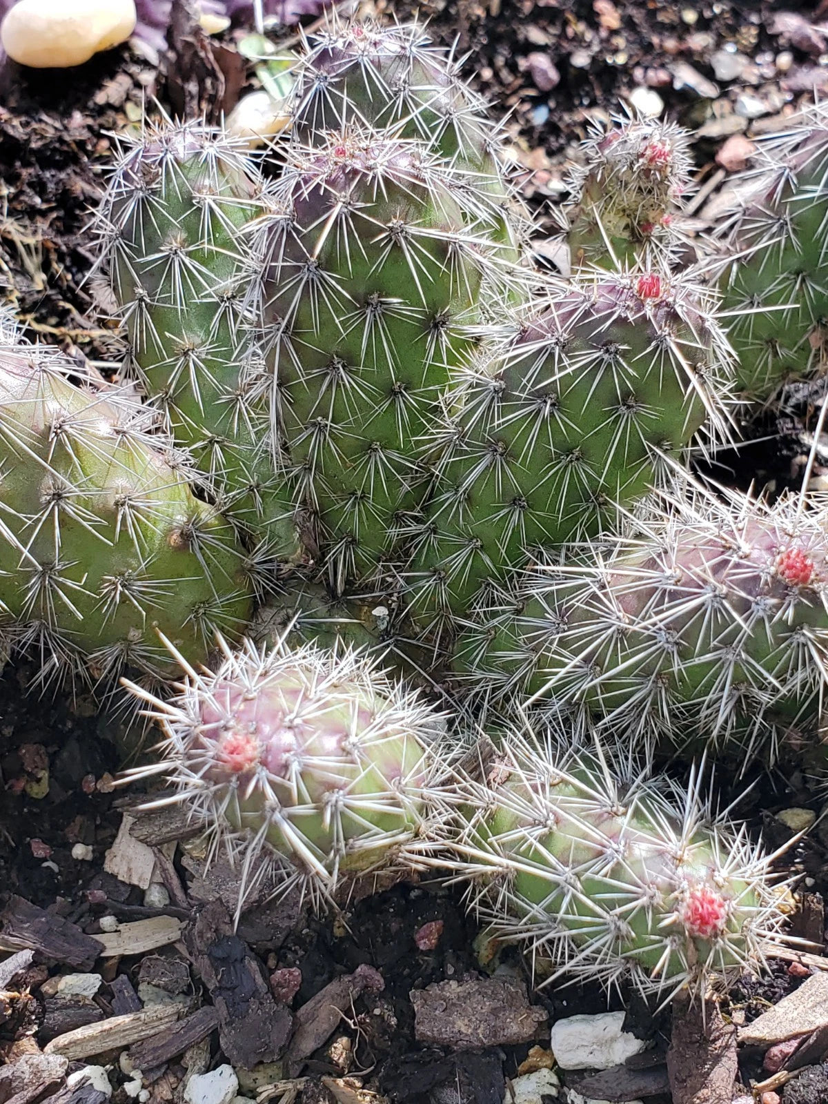 Spiny Cat's Paw Cactus Cuttings - 2 Live Cuttings - Unique Succulent - Opuntia microdasys