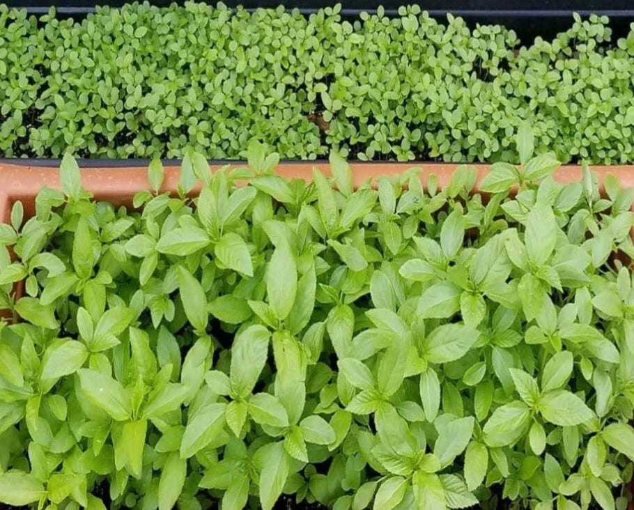 Egyptian Spinach Seeds - 1000+ Seeds - Saluyot, Jute, Molokhia - Grow Your Own Edible Greens - Ideal for Home Gardening