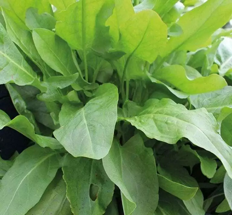 625 Seeds Sorrel Large Leaf Perennial Herb - Rumex acetosa - Lemony Flavor for Culinary Use, Buy Any 15 Ships Free
