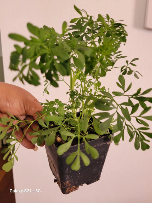 Blue Rue Plant, Ruta graveolens, Clean Energy, Male Ruda for Luck, 2 Pack