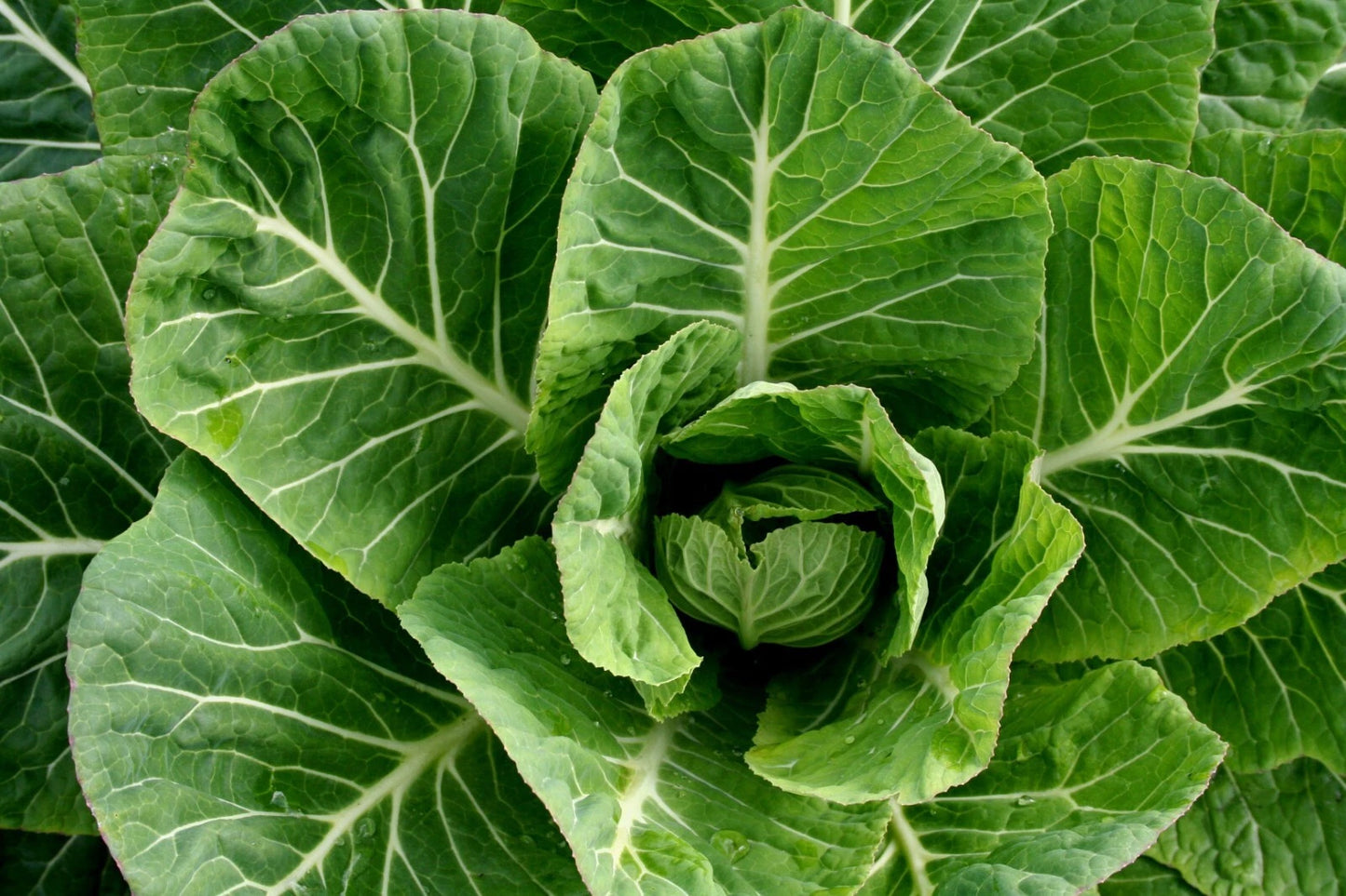 Champion Collard Greens Seeds - 600+ Non-GMO Vegetable Seeds | Fresh Collard Green Seeds for Gardening