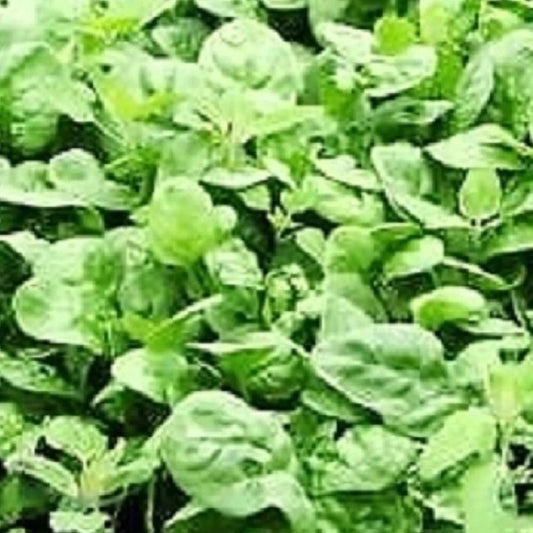 Giant Noble Spinach Seeds | Heirloom NON-GMO Garden Seeds | Fresh Vegetable Seeds | Spinacia oleracea