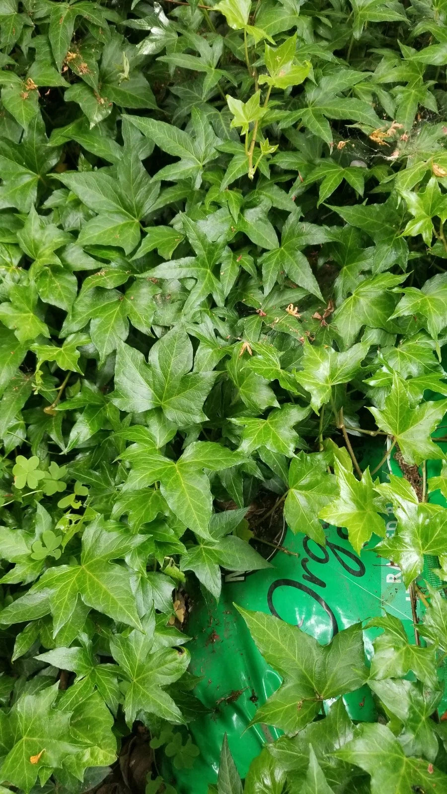 Ivy Cuttings, 8 Inches Long, Fresh Green, Hedera helix, No Roots