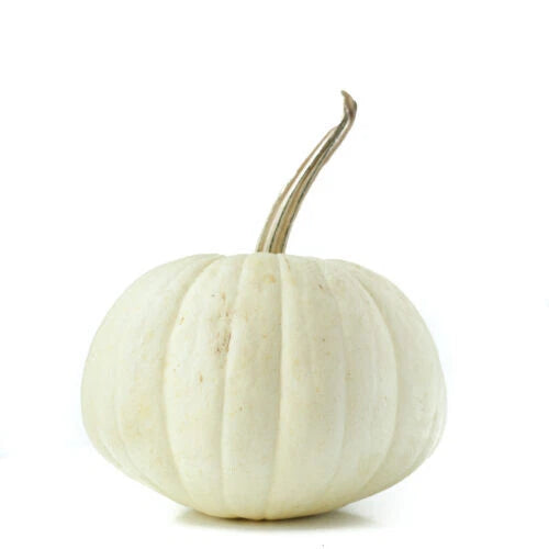 White Ghost Pumpkin Seeds - 25+ Count for Garden Planting - Cucurbita pepo - USA Grown, Non-GMO