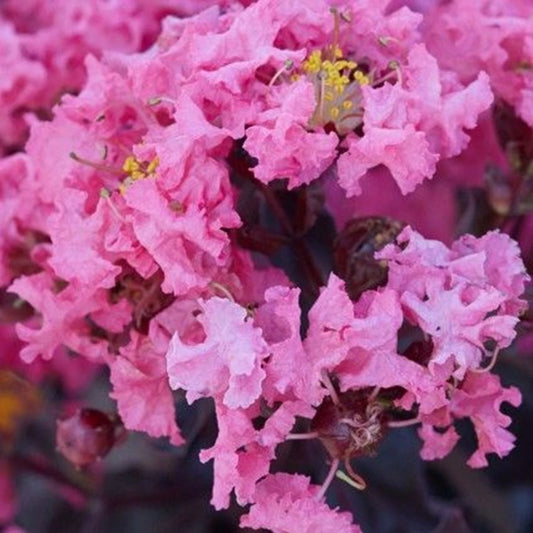 20 Shell Pink Cape Myrtle Seeds | Lagerstroemia indica | Perennial Flower Seeds | US Seller