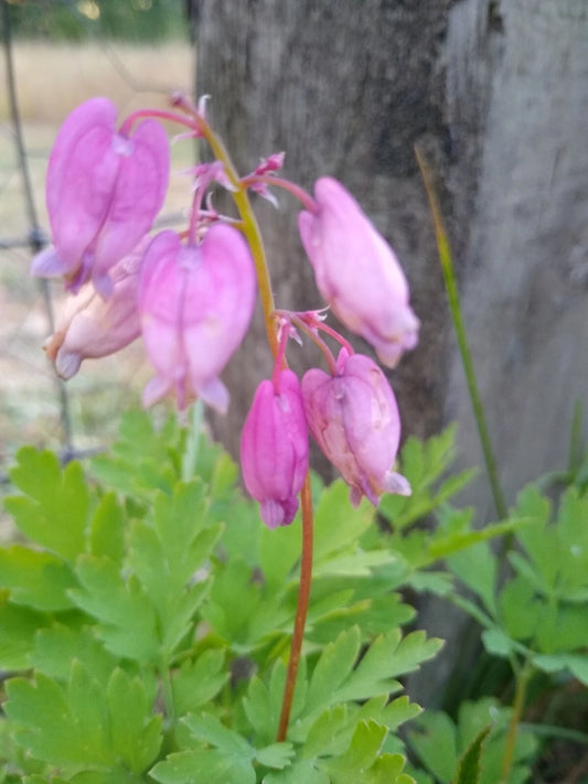 Bleeding Hearts Plants - 5 Bare Root Pink Flowers - Dicentra Spectabilis - Live Wildflower Collection