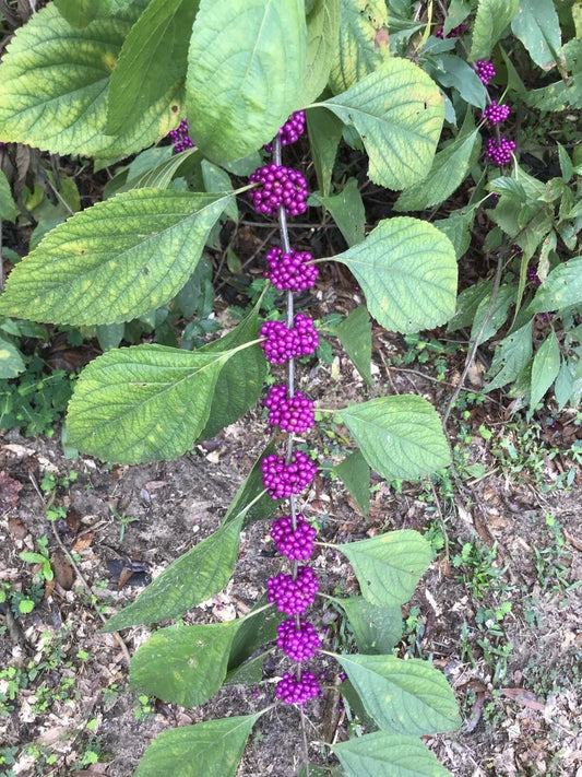 American Beautyberry Live Plant 16 Inches Purple 'Callicarpa americana' - Edible, Flowering, Ideal for Midwest Gardens