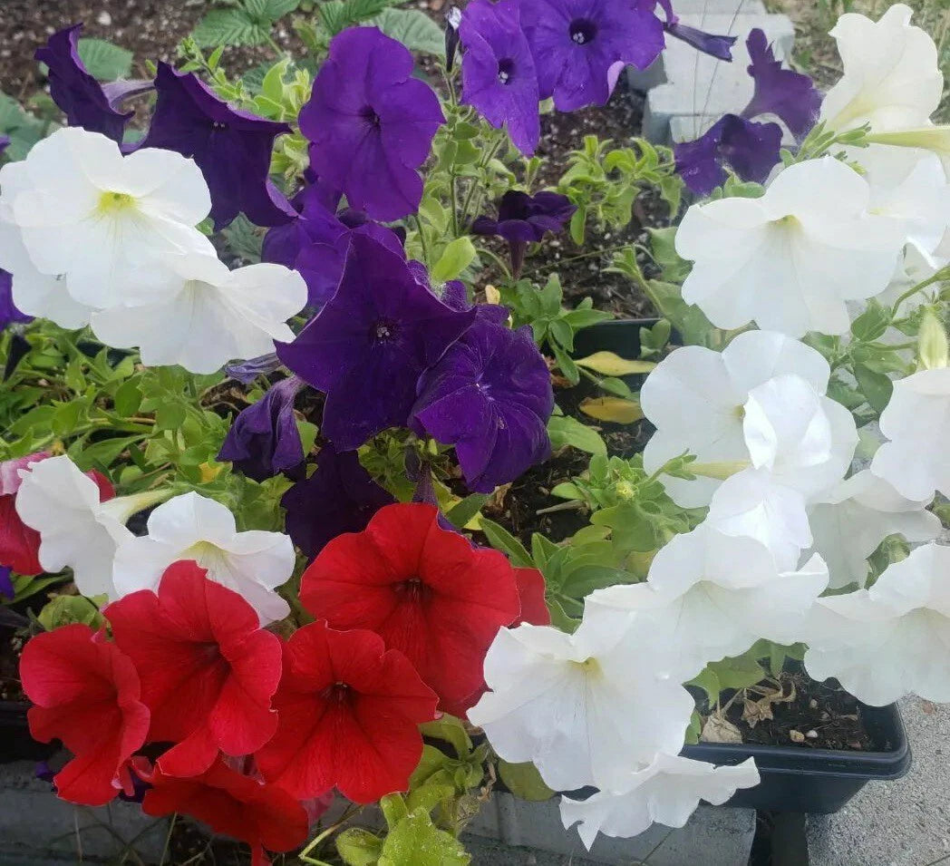 Petunia Flower Seeds Mix – 100 Premium Seeds, Colorful Varieties – Petunia spp.