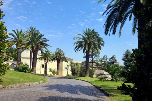 Canary Island Date Palm Seeds - 10 Pack - Hardy Phoenix Canariensis Tree Seeds for Planting