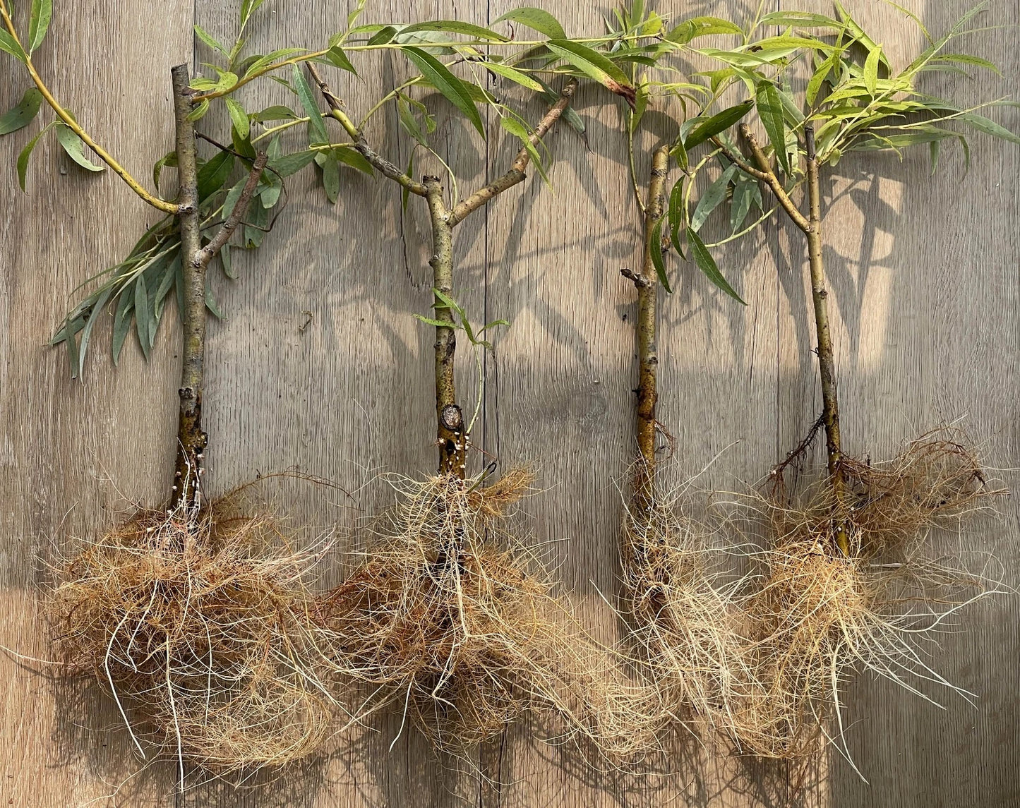 Black Weeping Willow Cuttings - Salix Nigra Rooted Trees for Pre-Bonsai