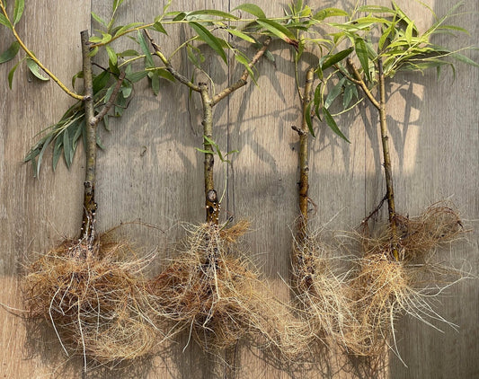 Black Weeping Willow Cuttings - Salix Nigra Rooted Trees for Pre-Bonsai