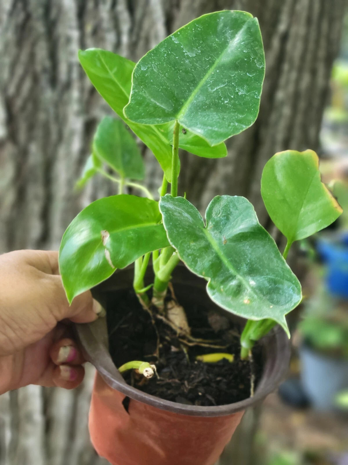 Burle Marx Philodendron Bare Roots Plant - Tropical Green Foliage - Philodendron 'Burle Marx'