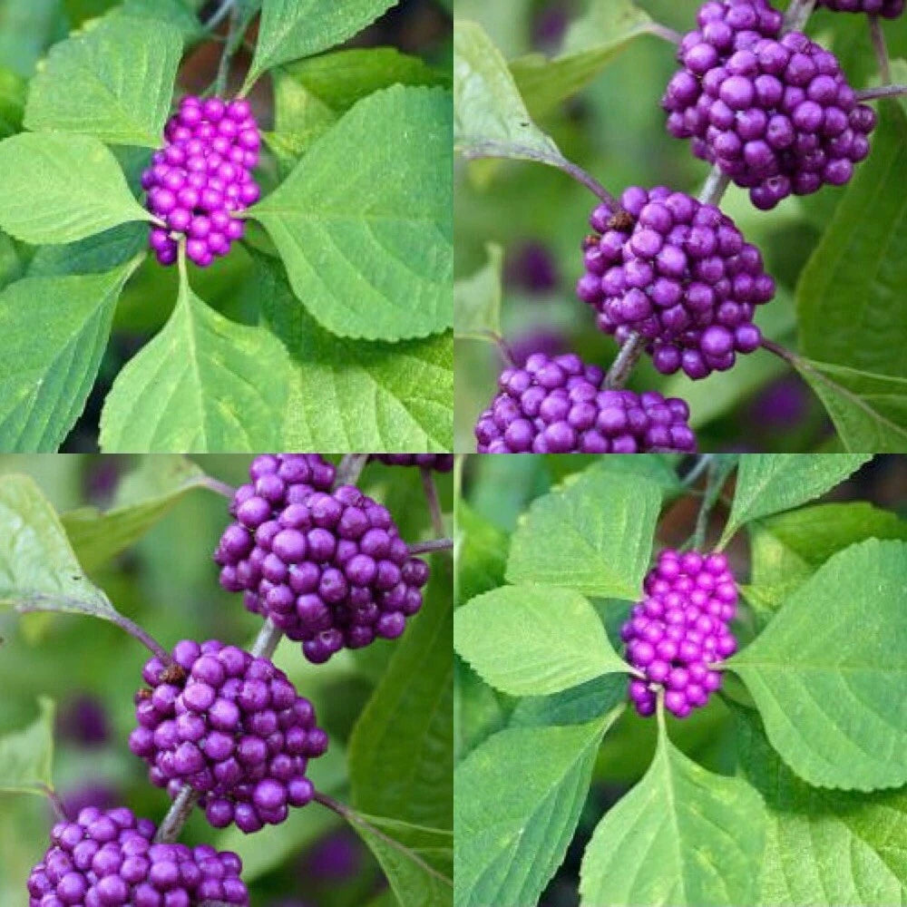 American Beautyberry Live Plants - Beautiful Edible Variety - Callicarpa americana - 3 Pack