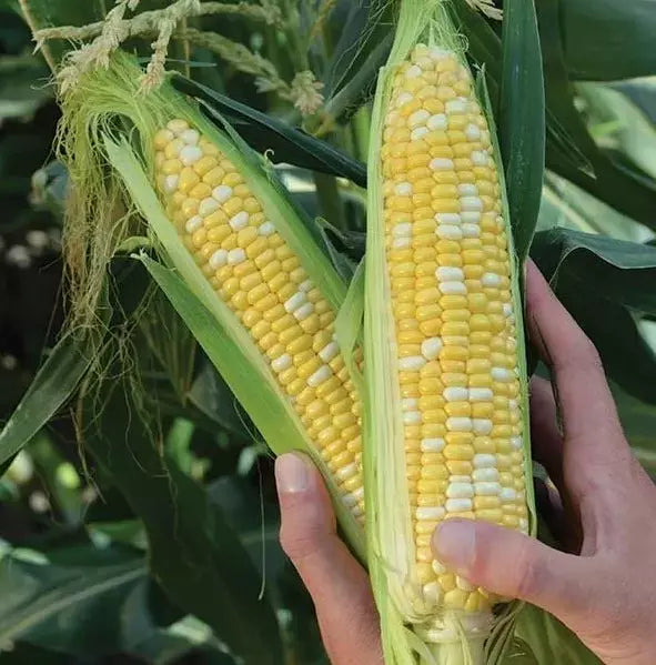 Peaches and Cream Sweet Corn Seeds - 500+ Organic Heirloom Non-GMO Seeds - Fresh Corn Variety for Home Garden