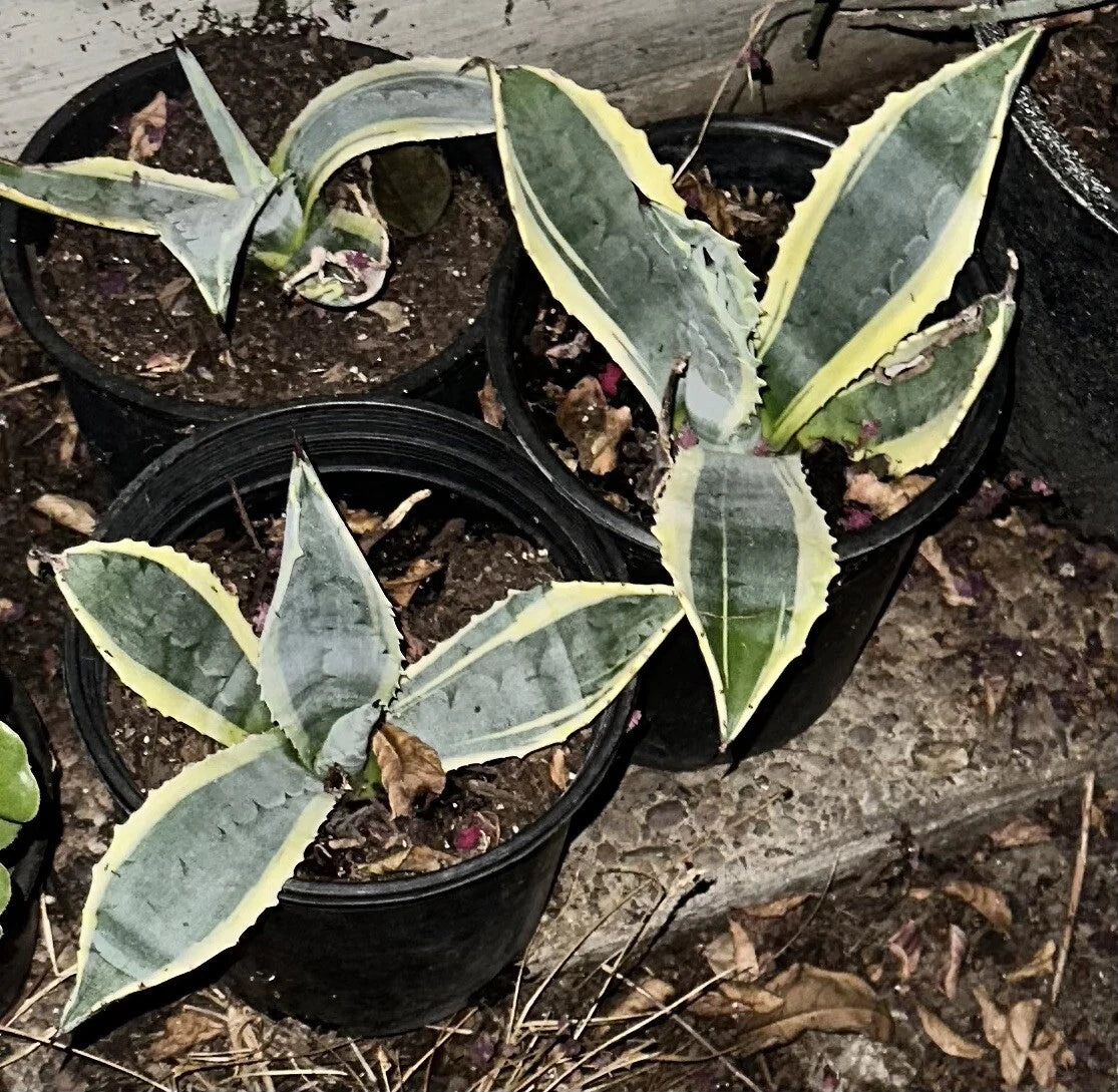 Succulent Agave Americana Variegated 6-12" Century Plant Green Yellow