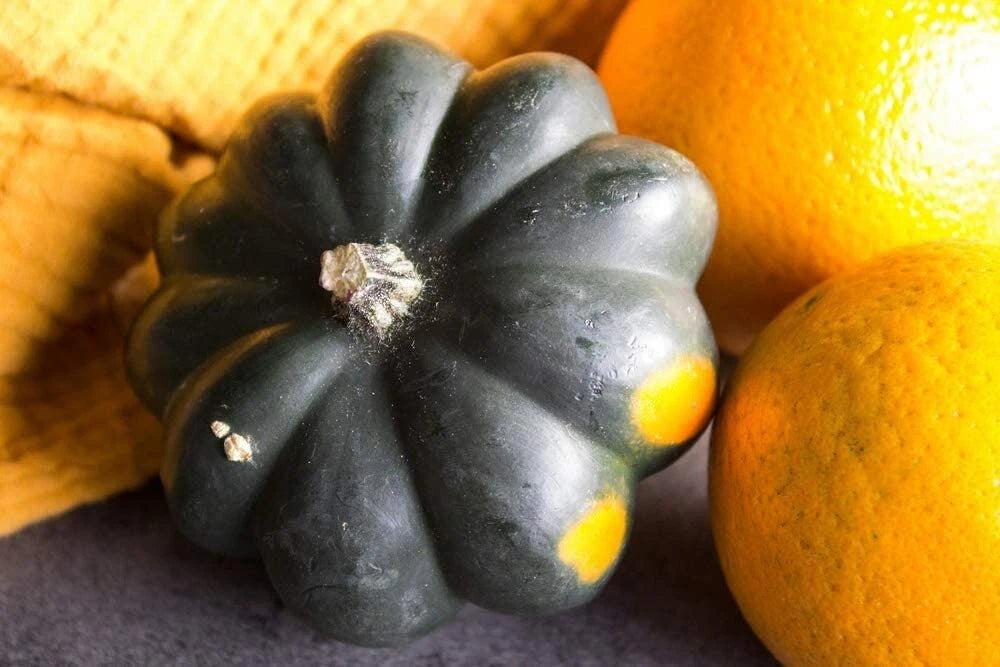 Giant Acorn Squash Seeds - 50 Count - Nutritious Table Squash