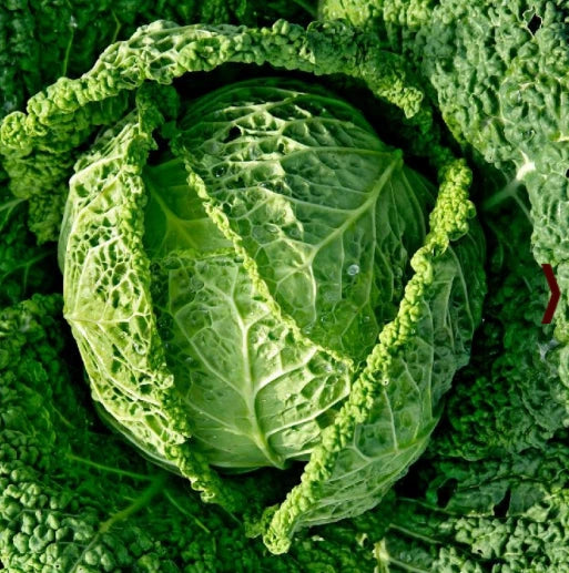Savoy Cabbage Seeds - Italian Variety for Minestrone Soup - Non-GMO - 500 Seeds