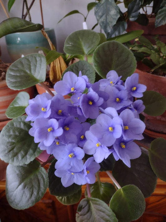 African Violet Cuttings - Optimara Manitoba Standard - 2 Fresh Unrooted Leaves - Ideal for Propagation and Gardening