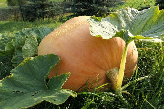 Big Max Pumpkin Seeds | 20 Seeds | Giant Symmetrical Variety | Cucurbita maxima