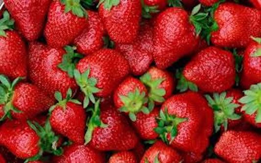 20 Junebearing Strawberry Plants, Tennessee Beauty, Perennial Fruit, Fragaria × ananassa, Large Sweet Berries, Zones 4-9