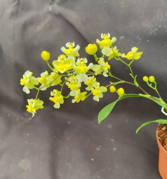 Miniature Orchid Oncidium Gold Dust 2.5" Pot Plant
